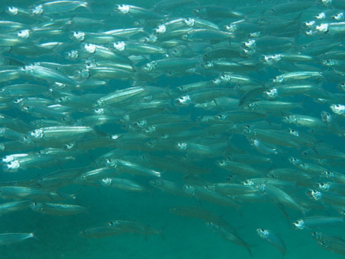 Madeiran sardinella (Sardinella maderensis) — Clupeidae — 2