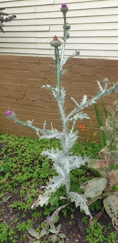 cotton thistle