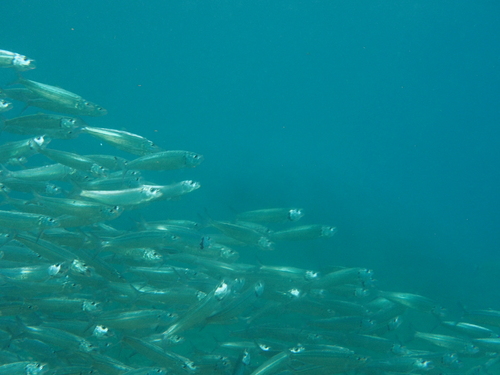 Madeiran sardinella (Sardinella maderensis) — Clupeidae — 3