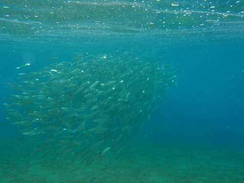 Madeiran sardinella (Sardinella maderensis) — Clupeidae — 4