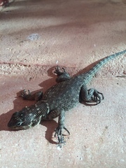 Sceloporus minor