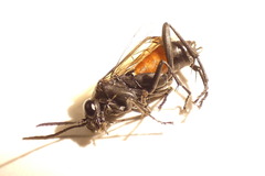 Macrophya annulata