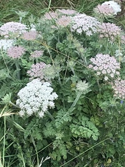 Daucus carota