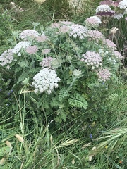 Daucus carota