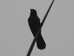 Ramphocelus nigrogularis