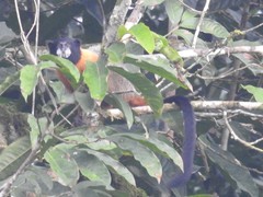 Saguinus tripartitus