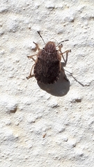 Sciocoris macrocephalus
