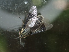 Chrysops niger
