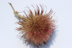 Cirsium ehrenbergii