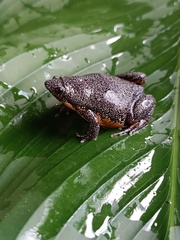 Colombian Plump Frog photo 2