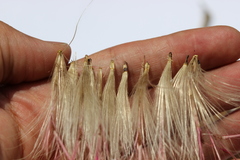 Cirsium ehrenbergii