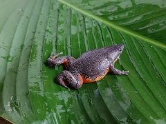 Colombian Plump Frog photo 5