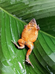 Colombian Plump Frog photo 3