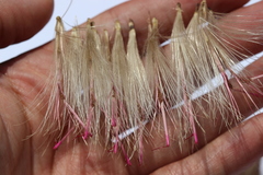 Cirsium ehrenbergii