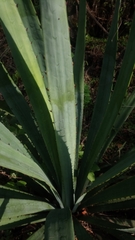 Agave vivipara