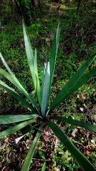 Agave vivipara