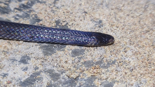 Photo of a Atractus natans (Atractus natans)
