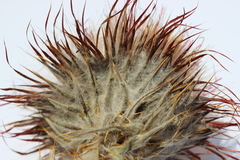 Cirsium ehrenbergii