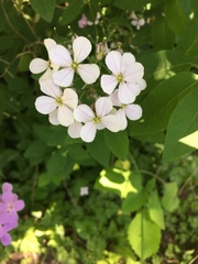 Hesperis matronalis