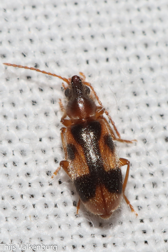 monoceros beetle, Gelderland, NL, photo 6 of 10