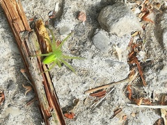 Micrommata