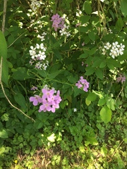 Hesperis matronalis