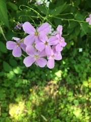 Hesperis matronalis