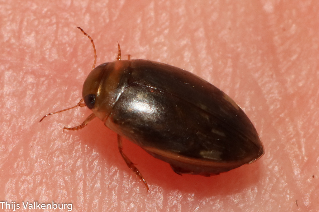 Laccophilus in July 2024 by Thijs Valkenburg · iNaturalist