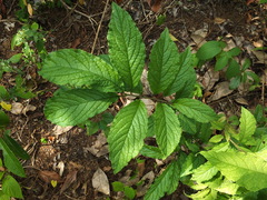 Embelia tsjeriam-cottam