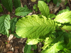 Embelia tsjeriam-cottam