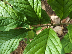 Embelia tsjeriam-cottam