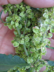 Rumex hydrolapathum