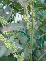 Rumex hydrolapathum