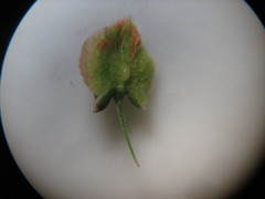 Rumex hydrolapathum