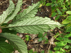Embelia tsjeriam-cottam