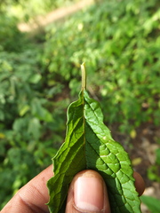 Embelia tsjeriam-cottam