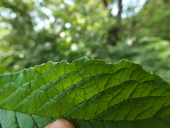 Embelia tsjeriam-cottam
