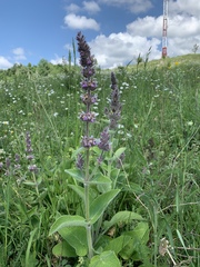 Stachys balansae