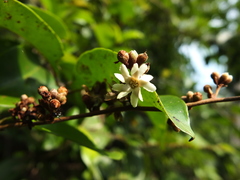 Erycibe paniculata