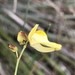 Utricularia hispida - Photo (c) william_hoyer, some rights reserved (CC BY-NC)