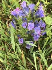 Echium