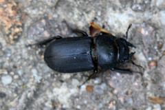 Dorcus parallelipipedus