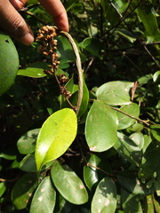 Erycibe paniculata