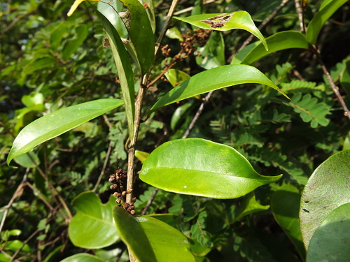 Image of Erycibe paniculata by (c) Siddarth Machado, some rights reserved (CC BY)