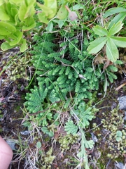 Diphasiastrum alpinum image