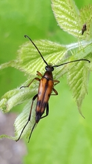 Stenurella septempunctata