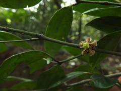 Euonymus indicus