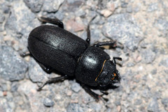 Dorcus parallelipipedus