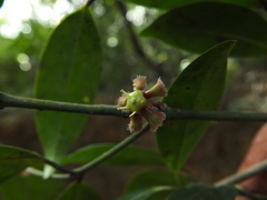 Euonymus indicus