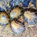 Mediterranean Limpet - Photo (c) Tomasz Wilk, some rights reserved (CC BY-NC), uploaded by Tomasz Wilk